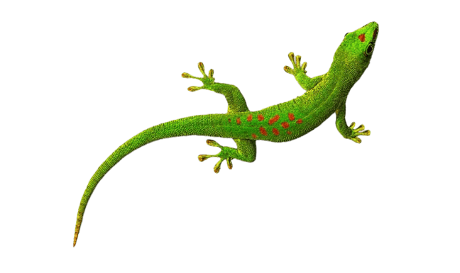 gecko geant de madagascar png transparent sur fond blanc lezard reptile