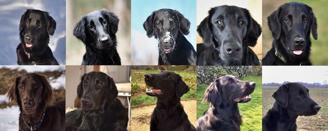 Collage vom F-Wuf Calle x Fée - DANKE an Simone (Besitzerin von Calle) 