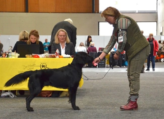 Sanibelbreeze Full of Joy *Flück*