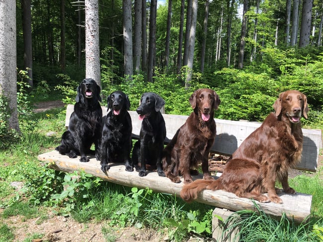 Tane  Fée  Paige  Brownie  Kiri