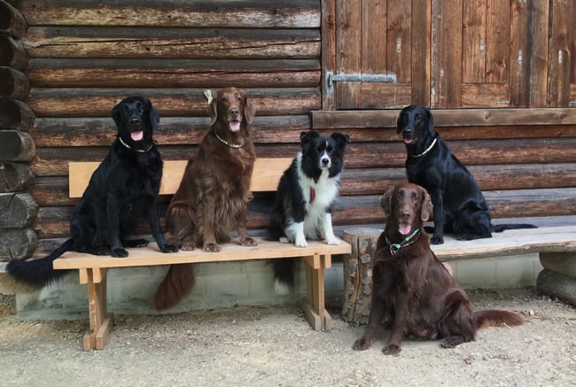 Fée Kiri Loa Brownie & Paige 