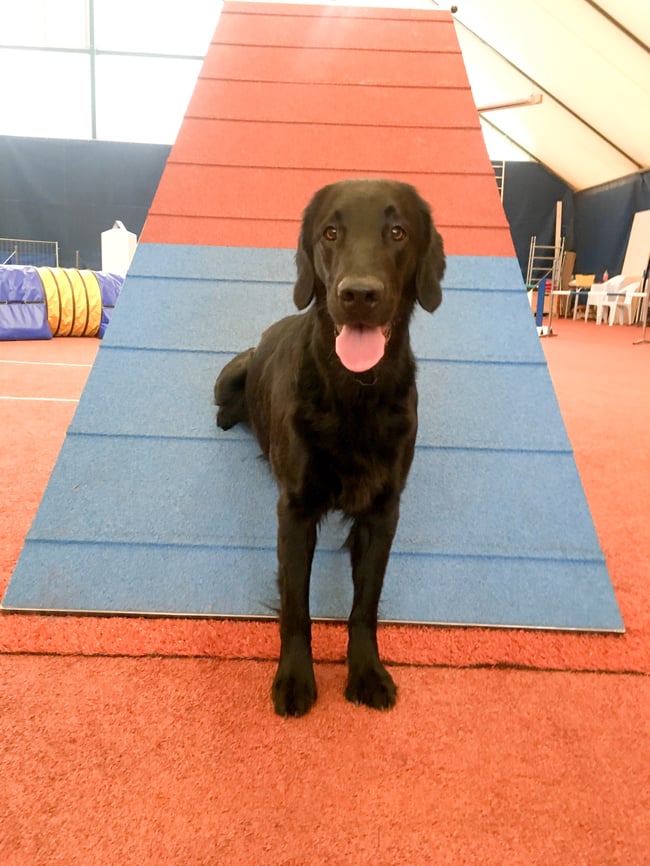 Paige voller Elan im Agility dabei