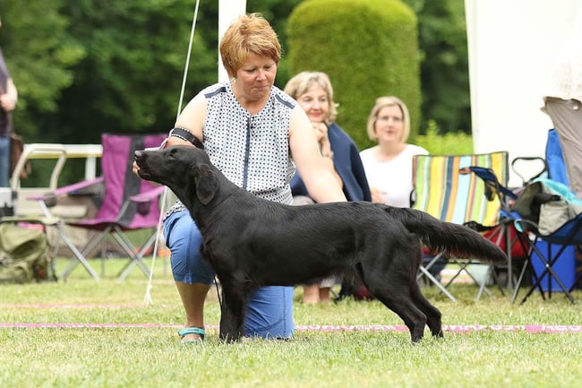 Paige auf der Show in Aarau - Bild: Berthy Fisch 
