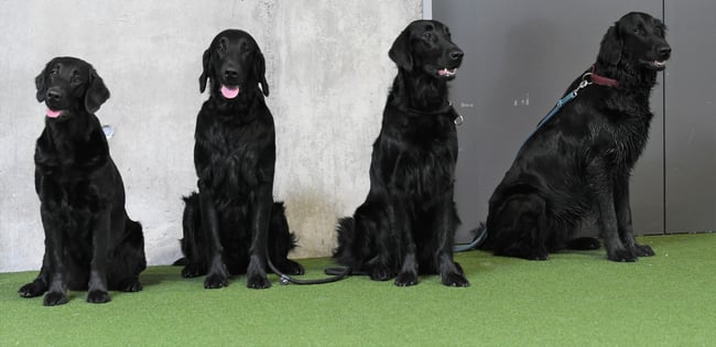 Paige, Fjonn, Fly, Floyd - die 4 Geschwister vom F-Wurf