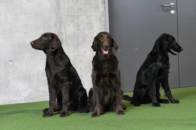 Gin, Brownie & Grace