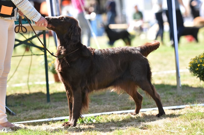 Hope excellent 2 res.CAC open class