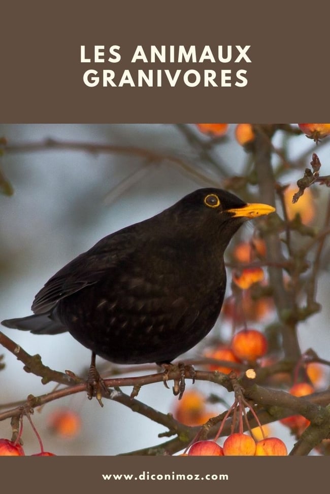 les animaux granivores le regime alimentaire des animaux