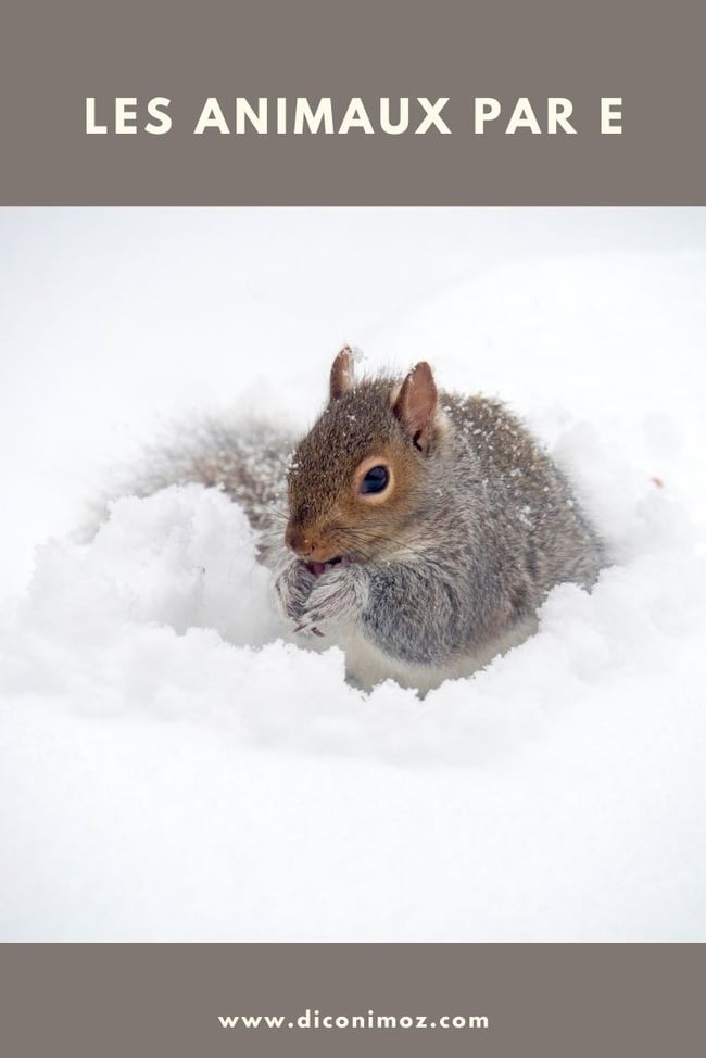 les animaux par E