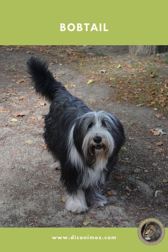 bobtail fiche animaux chien comportement caractere origine poil sante