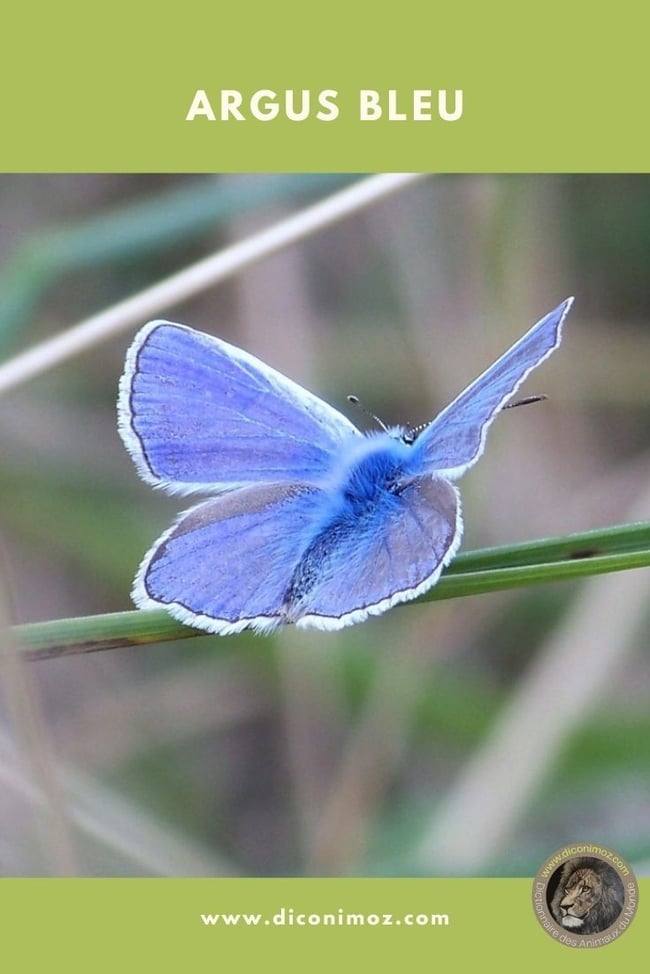 argus bleu fiche animaux papillon insectes