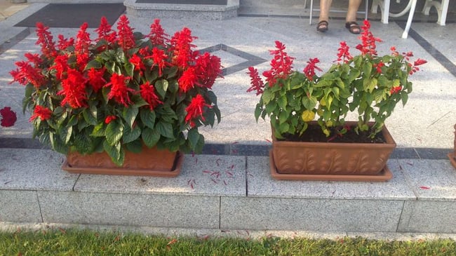 links: MIT Schafwollpellets, rechts: OHNE Schafwollpellets