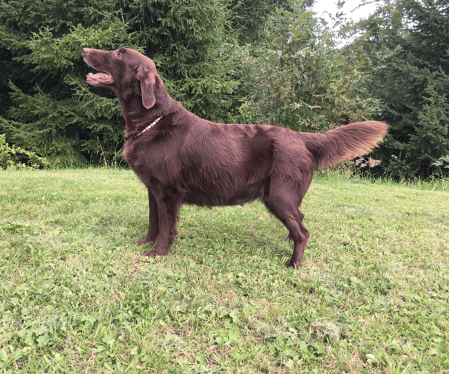Brownie mit ihrem dicken Bauch - bald ist es soweit