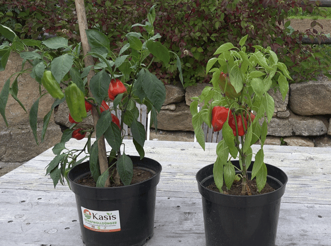 links: MIT Schafwollpellets, rechts: OHNE Schwallwollpellets