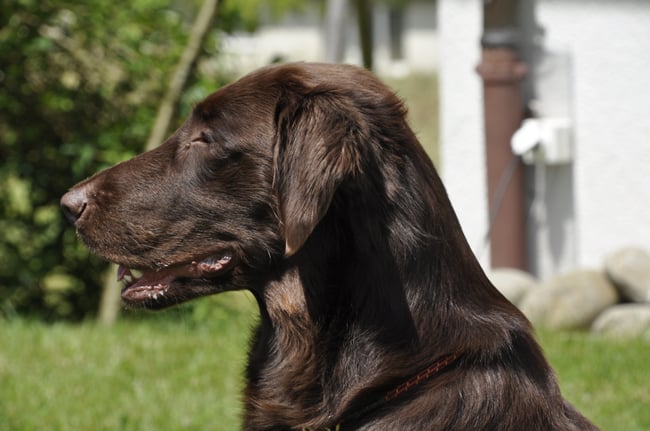 Cuba (Sanibelbreeze Cigar Brown)