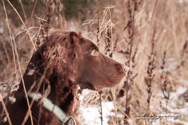 Sanibelbreeze Chocolate Pie - Foto: Carla Deyerberg