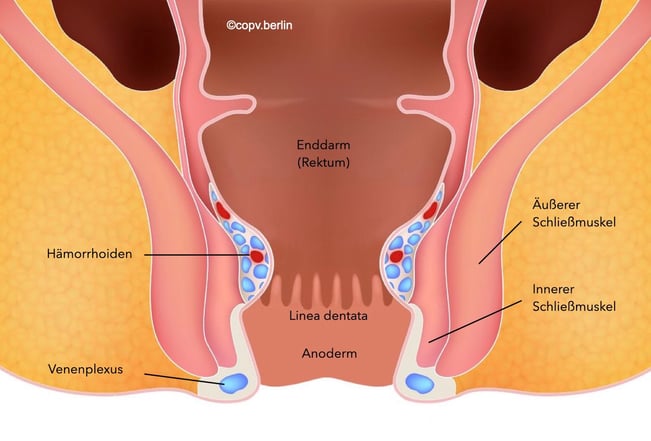 Anatomie Enddarm - Proktologie Berlin COPV