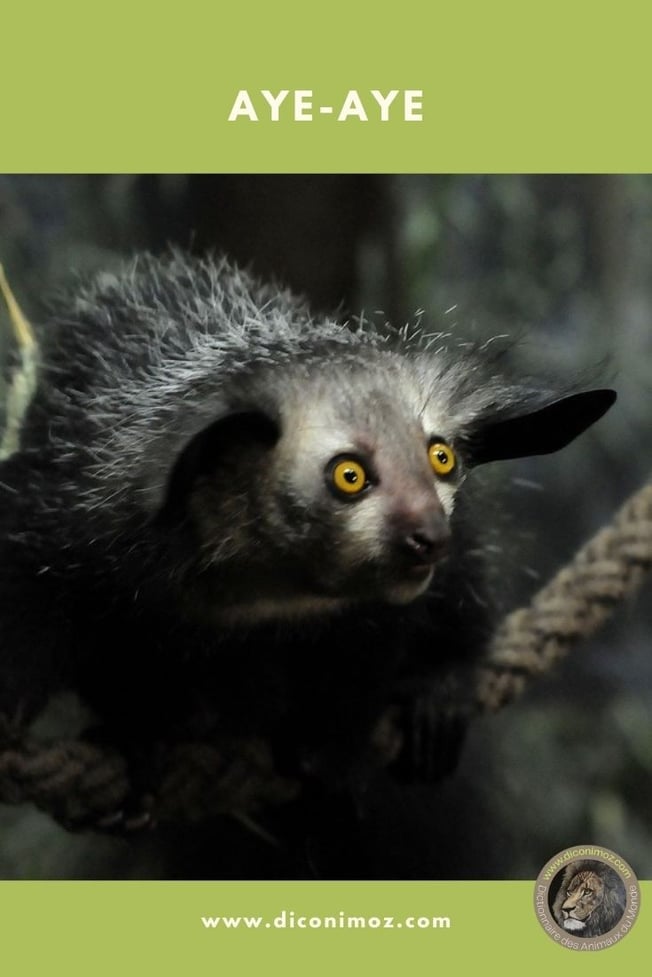 aye aye fiche animaux primate