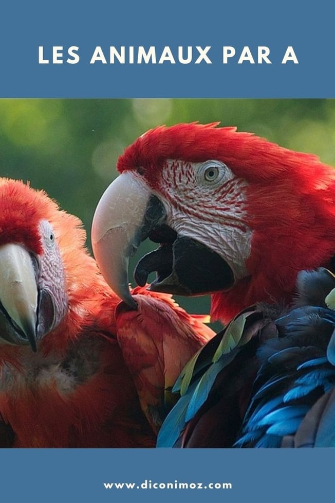 les animaux par A