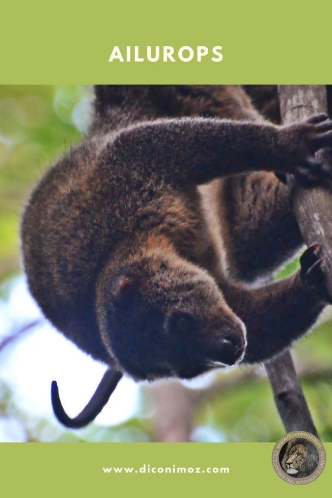 ailurops animaux par A