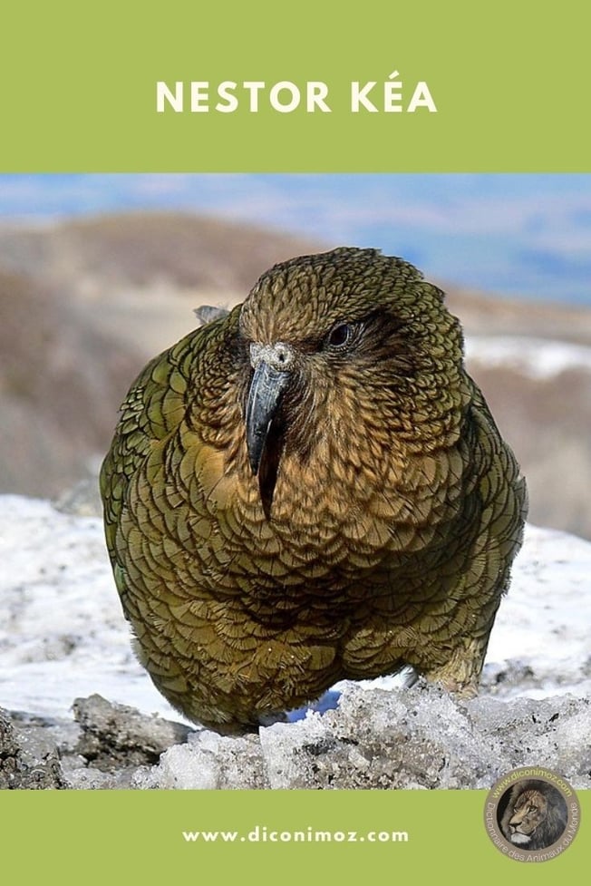 nestor kéa fiche animaux par N