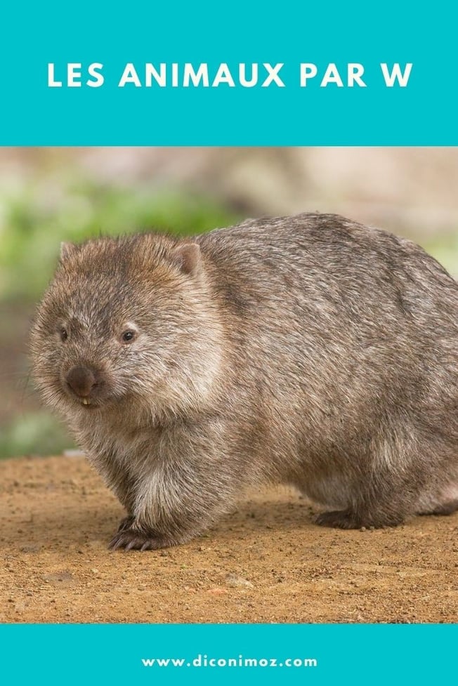les animaux par w