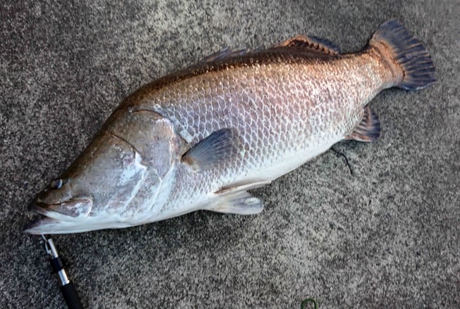 アカメ　日本記録　ミウラデザイン　シリコン　ルアー