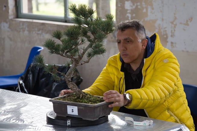 Cesare Cogliati - Amici del Bonsai Castellanza - Miglior bonsaista del Coordinamento 2018