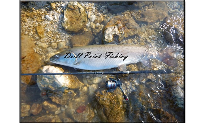 Jetzt im Drill Point Fishing Onlineshop Angelruten & Angelrollen günstig online einkaufen!