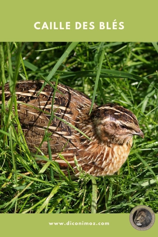 caille des bles fiche animaux oiseaux taille poids reproduction habitat longevite alimentation