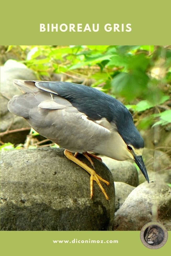 bihoreau gris fiche animaux oiseaux taille poids repartition alimentation 