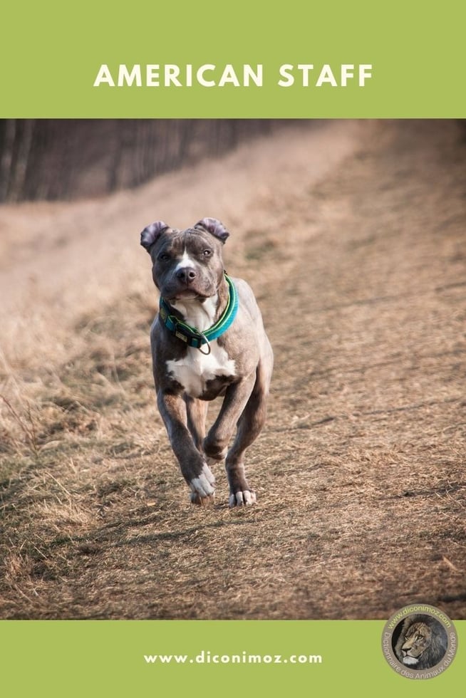american staff stafford terrier animaux par A