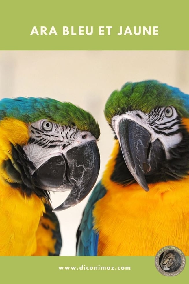 ara bleu et jaune fiche animaux oiseaux