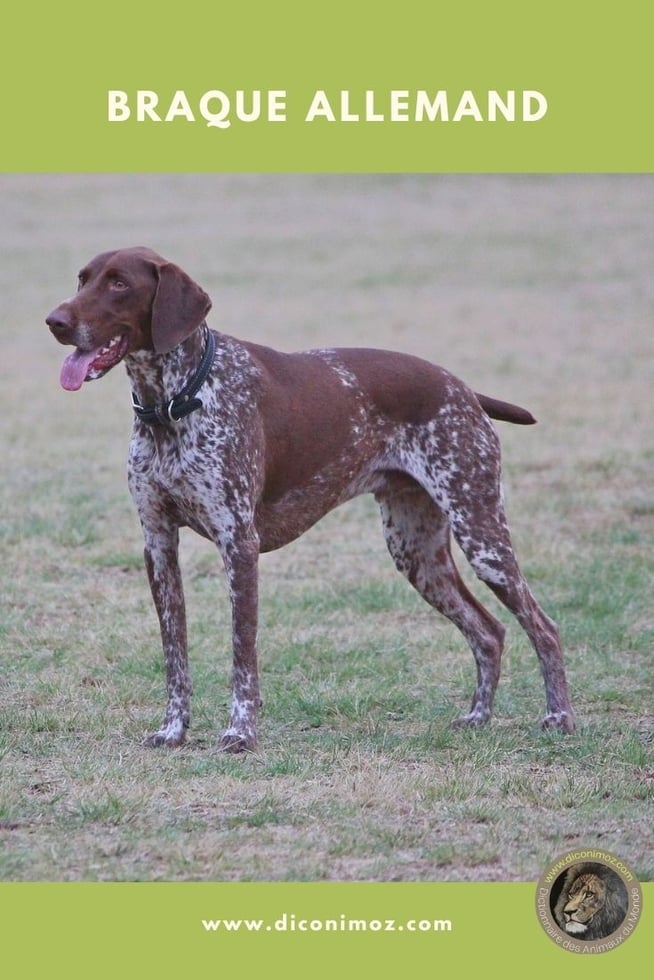 braque allemand fiche animaux chien identification caractère origine sante poil