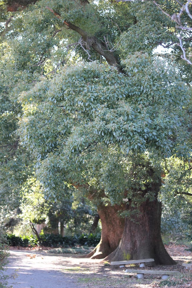 小石川植物園