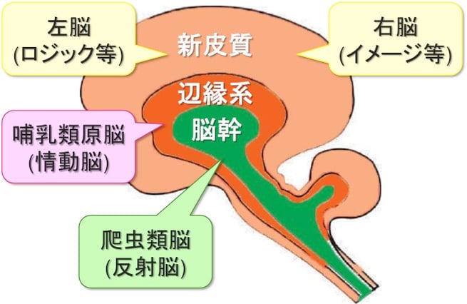 図 「ポール・マクリーンの三位一体脳説」