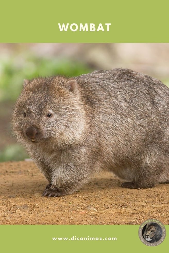 wombat animaux par W