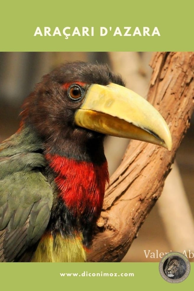 aracari d'azara fiche animaux oiseaux