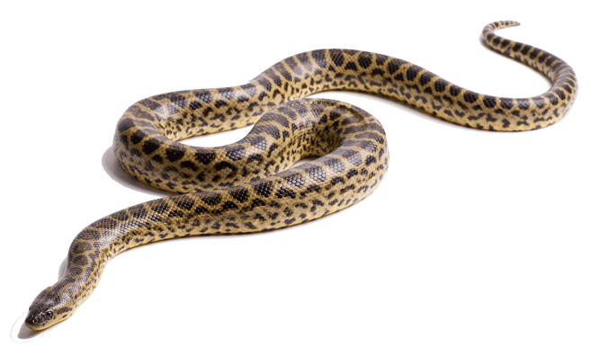anaconda image animaux transparent sur fond blanc pour site web illustration ecole montessori