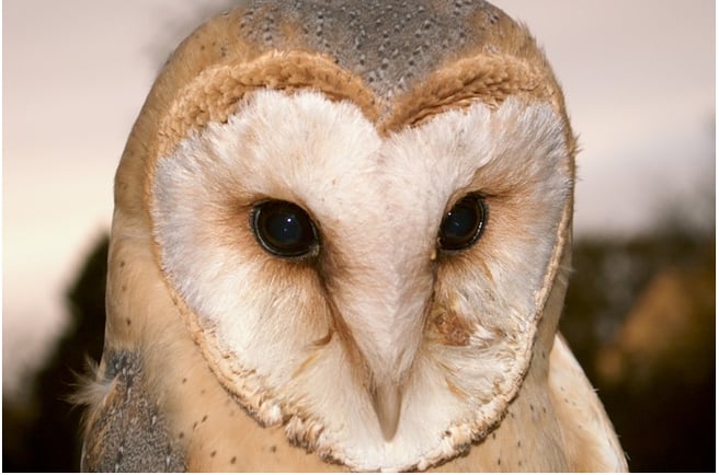 Großaufnahme eines Gesichts einer Schleiereule