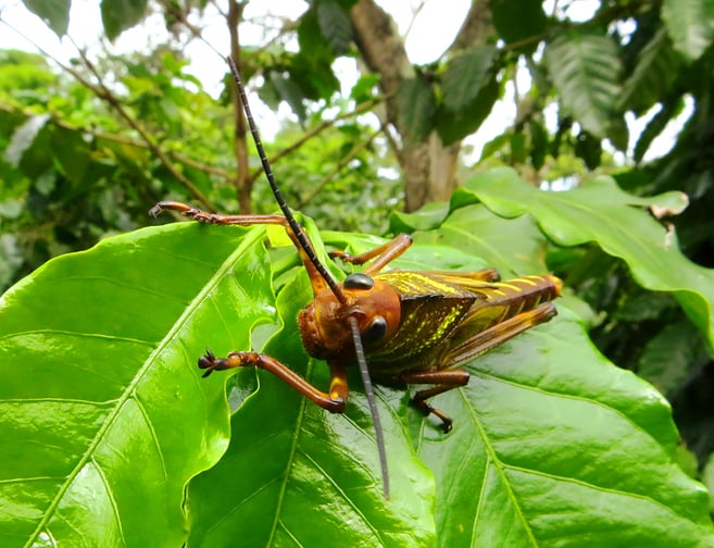 Es müssen nicht immer grosse Tiere sein. An der Ruta de Las Flores gibt es viele dieser schönen grossen Heuschrecken.
