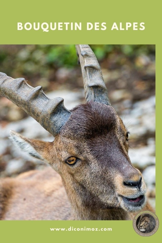 bouquetin des alpes ibex fiche animaux mammiferes montagne francaise bovides taille poids repartition