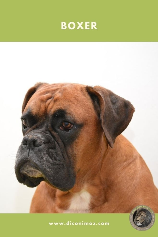 boxer fiche animaux chien identification caractere comportement origine sante poil