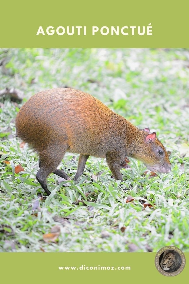 agouti ponctué animaux par A