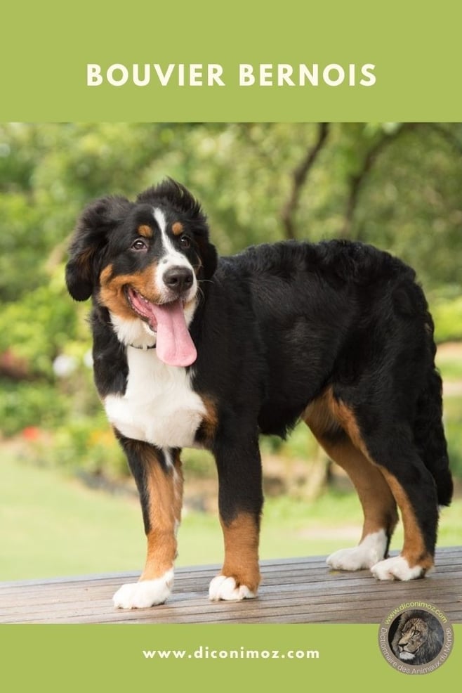 bouvier bernois fiche animaux chien identification caractere origine sante poil