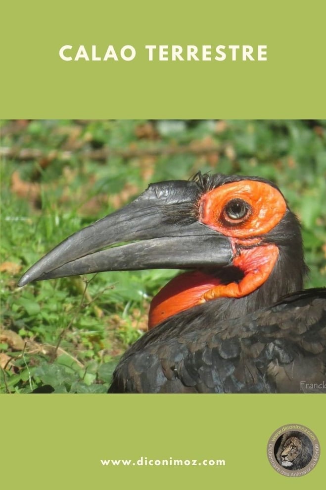 calao terrestre fiche animaux oiseaux taille poids reproduction alimentation habitat repartition