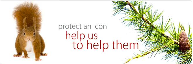 Tollymore Red Squirrel Group