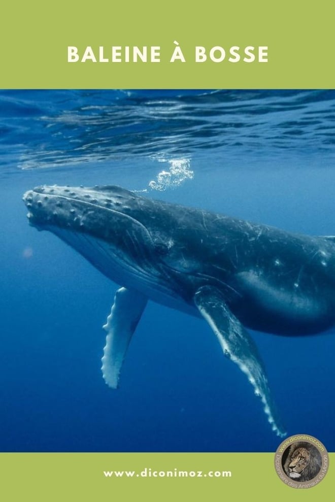 baleine à bosse fiche animaux mammiferes marins
