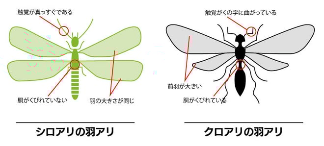 シロアリ クロアリ違い