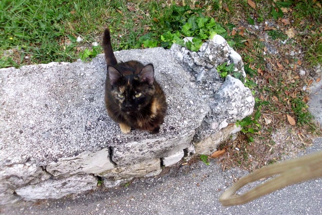 Unser kleines Katzenmädchen Blacky.Sie muss Kinder gehabt haben, die wir aber nie gesehen haben.