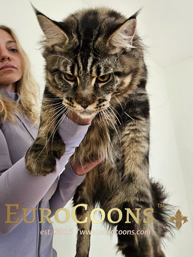 maine coon cats for sale - maine coon kittens for sale - chicago - st. louis - miami - dallas - florida - illinois - north carolina